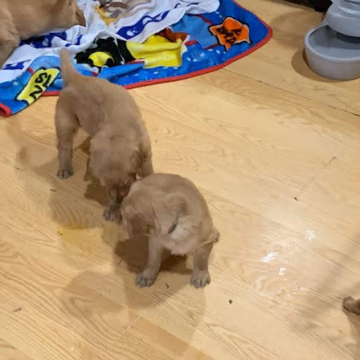 Pups1